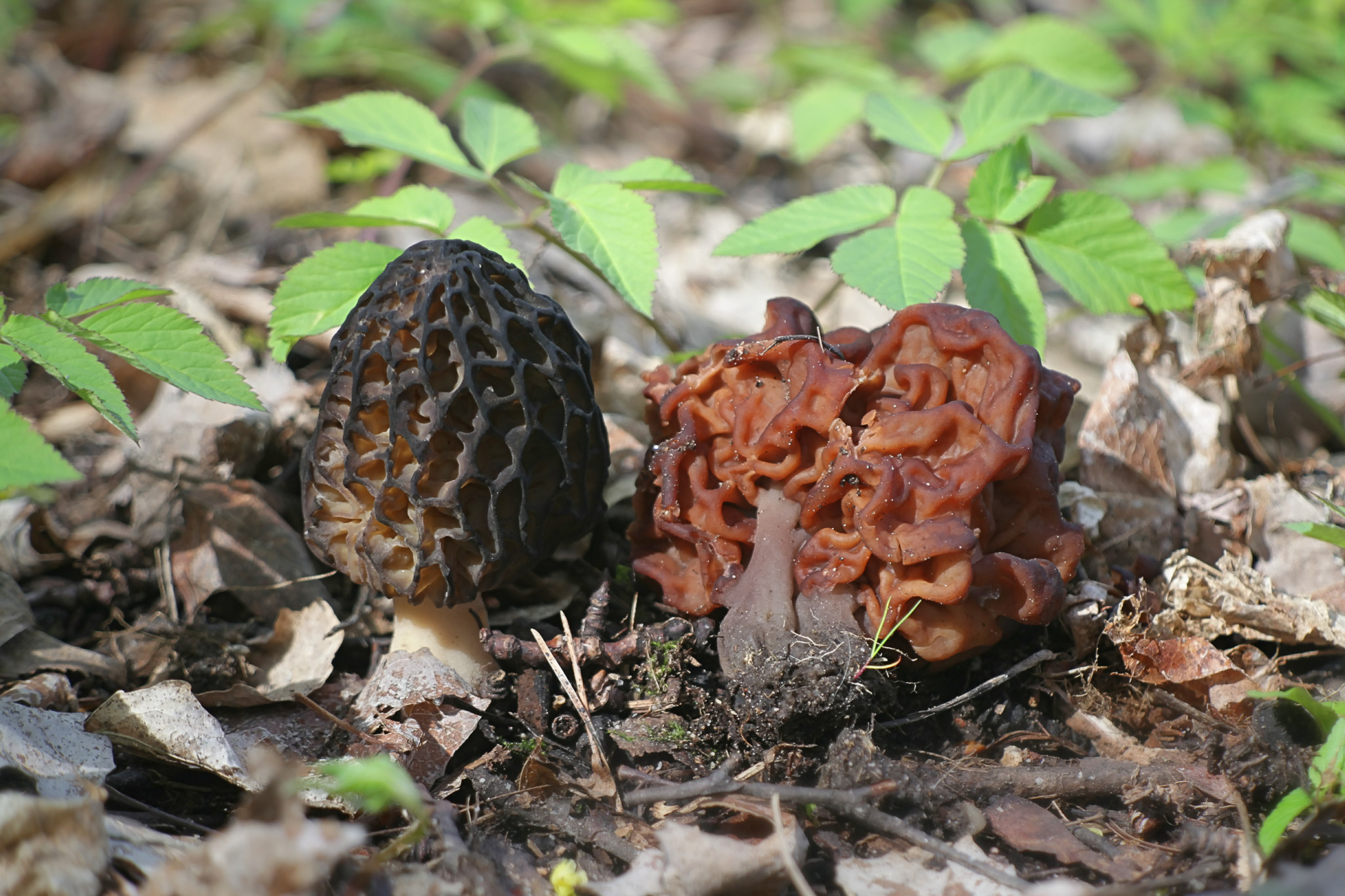 Gyromitra esculenta, the False Morel, and Morchella elata, the Black Morel, comparison side by side