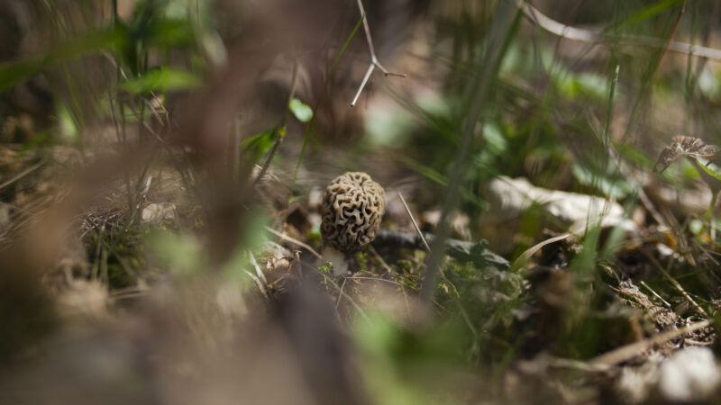 How to Find More Morel Mushrooms This Spring