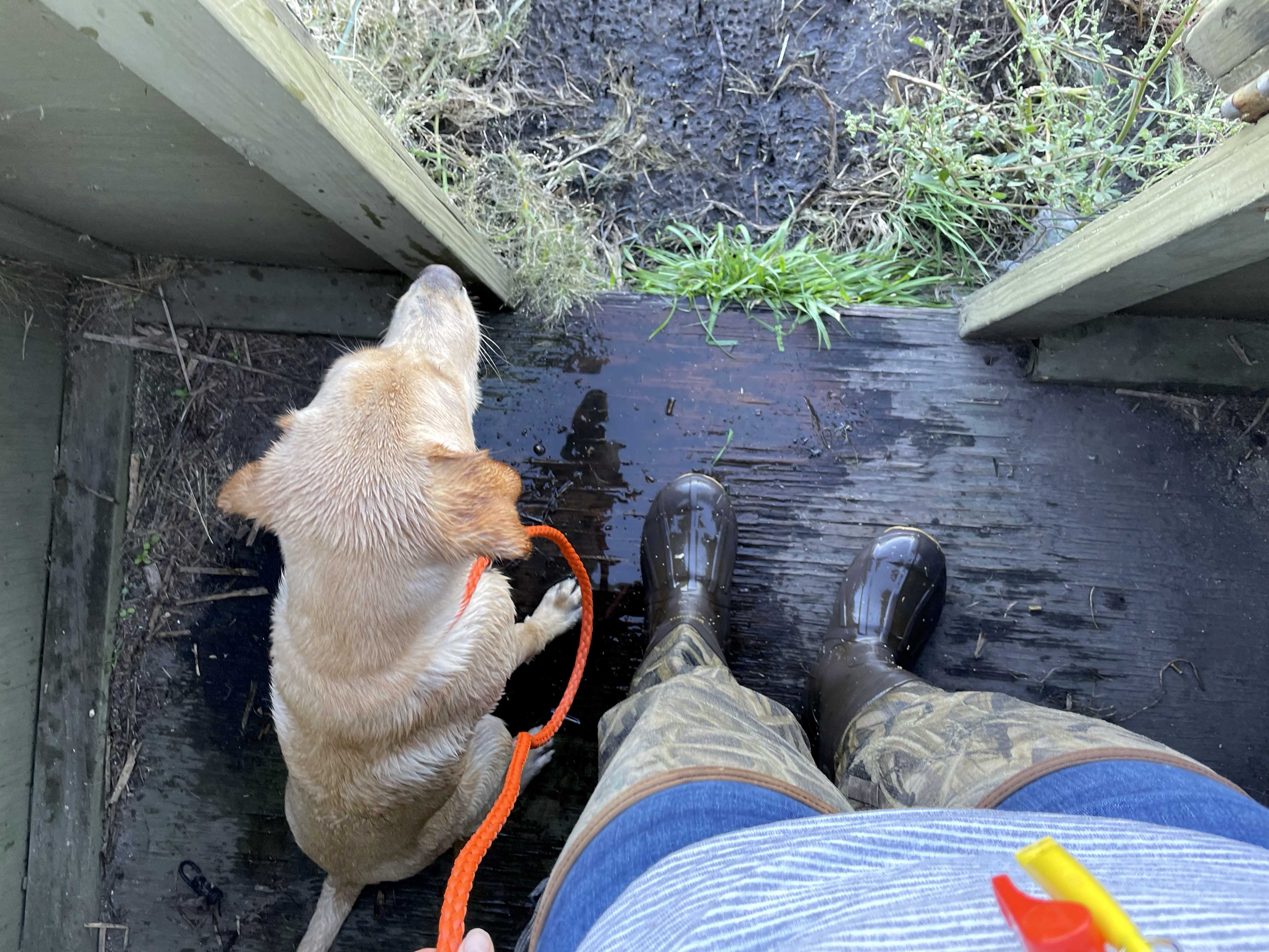 Training a duck dog in a makeshift blind