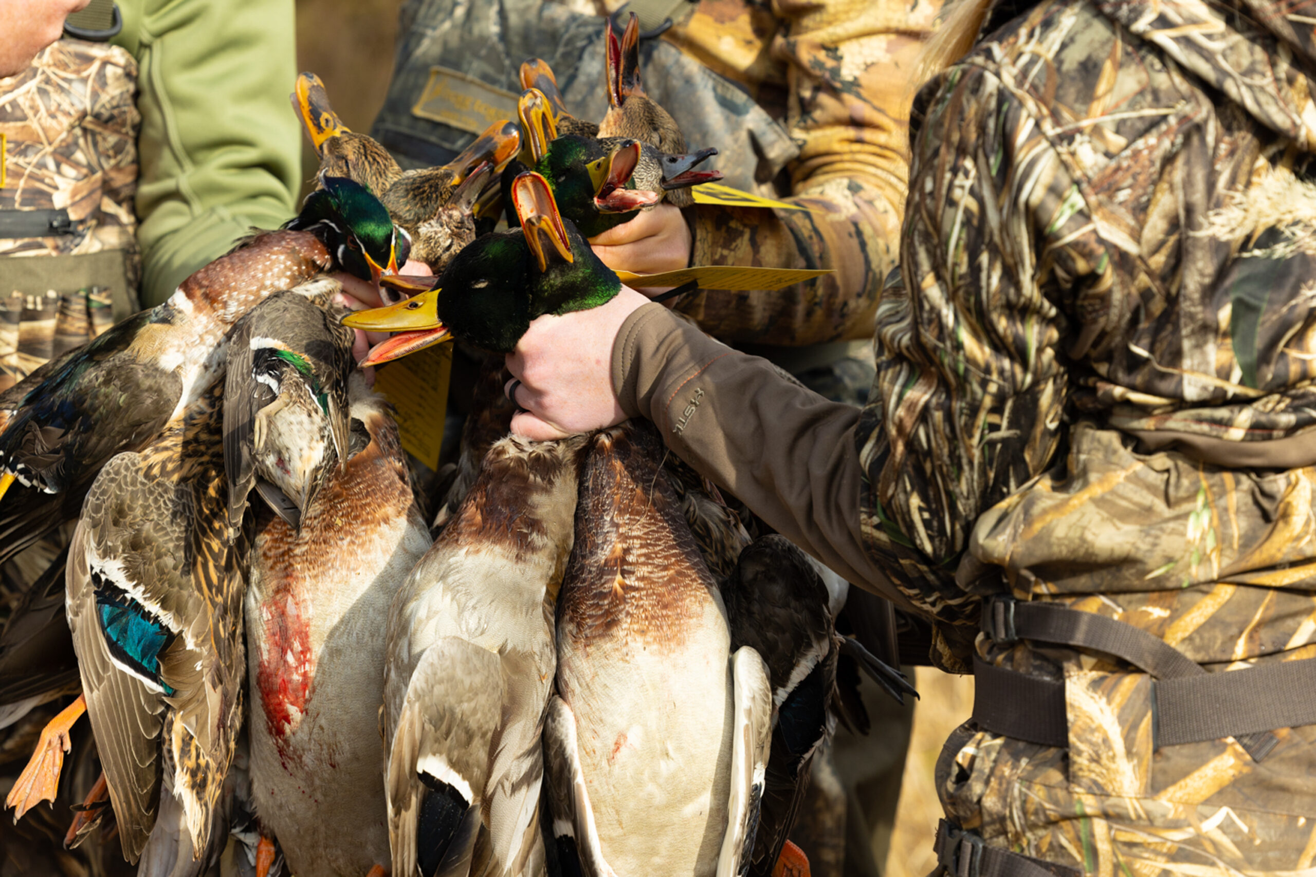 A few hunters with handfulls of greenheads.