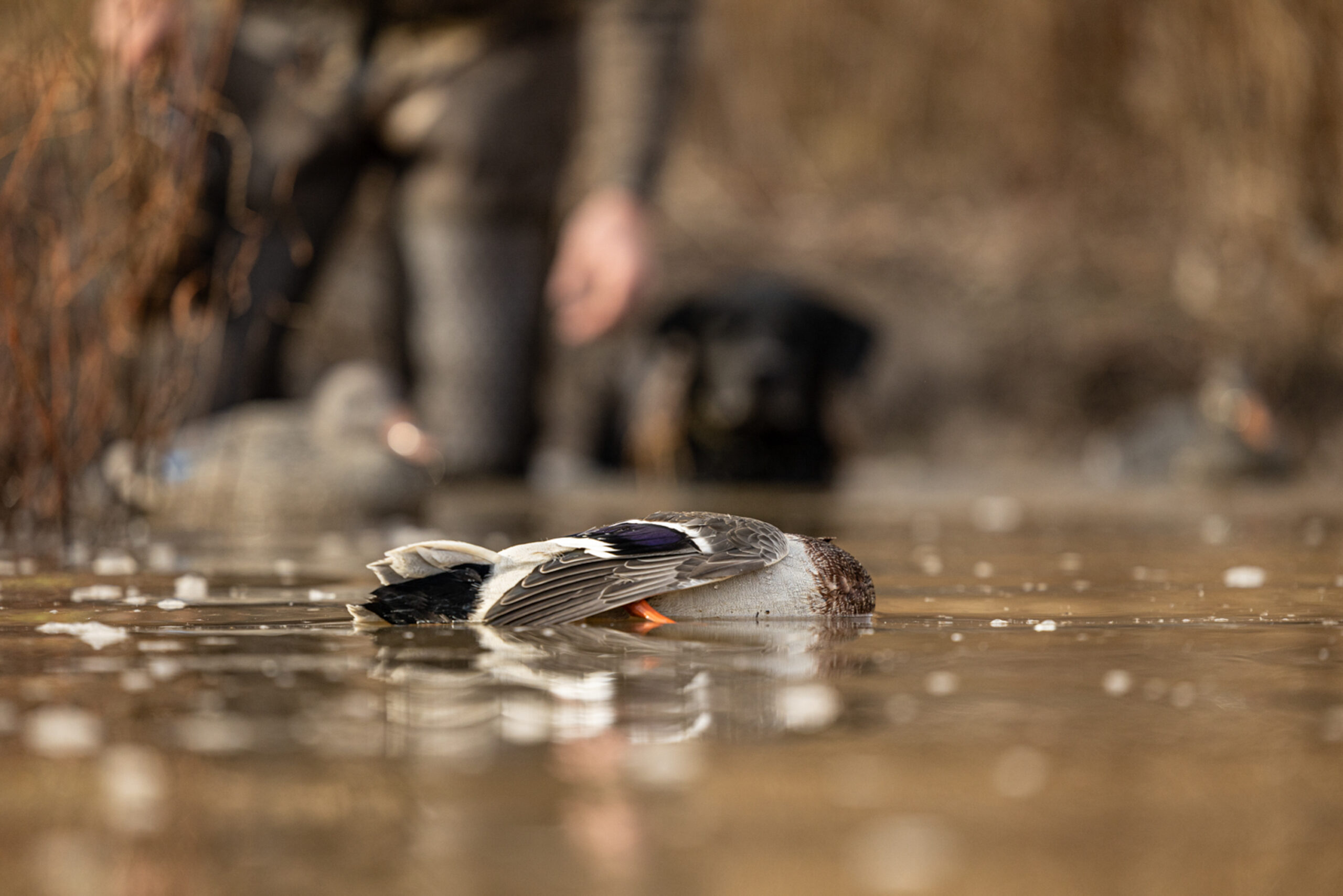 A duck lying in the water, with a handler and dog waiting in the background.