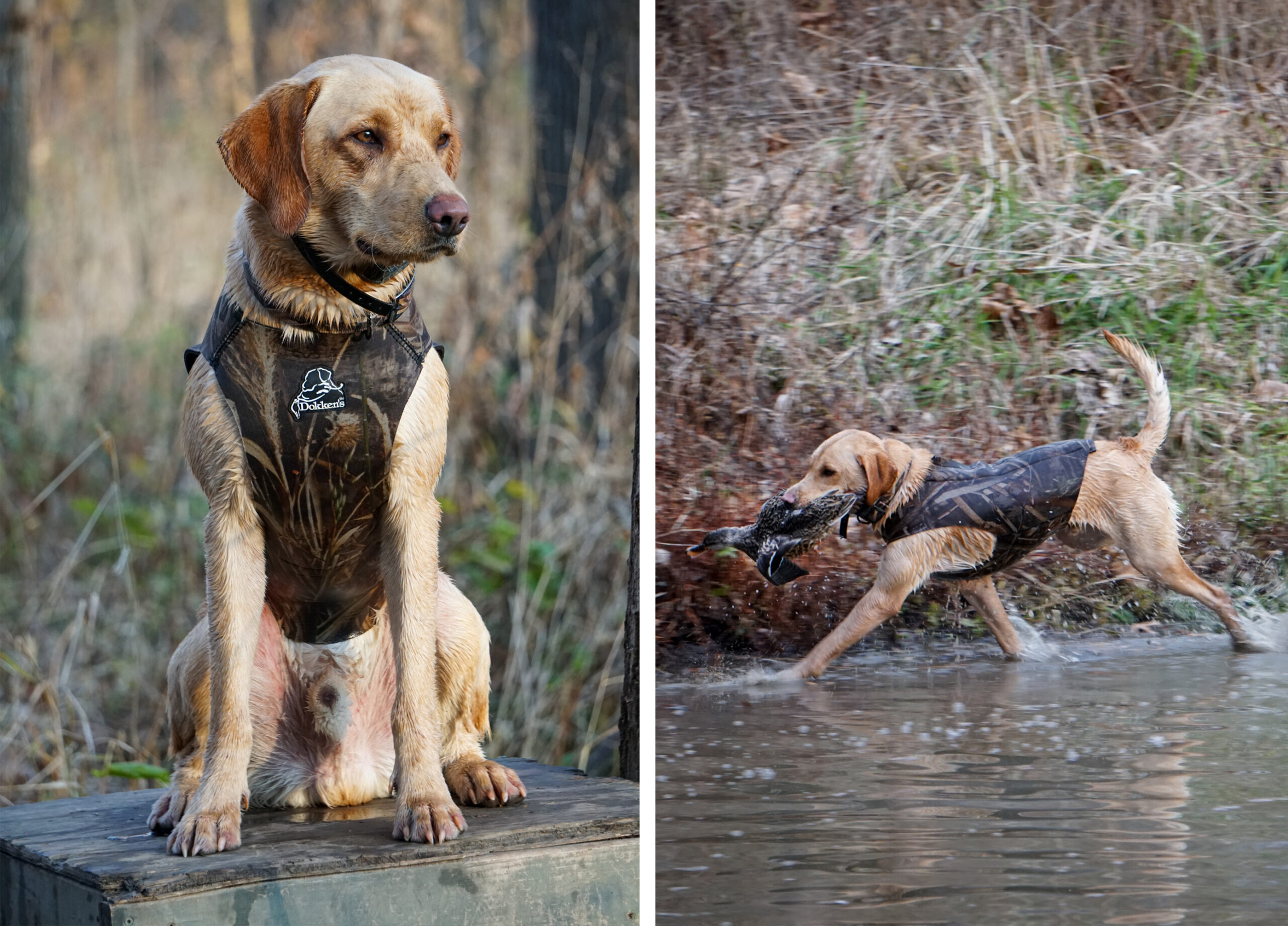 A yellow Lab watches for ducks and retrieves one.