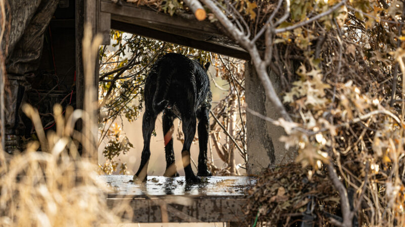 How to Train a Duck Dog Throughout His First Hunting Season