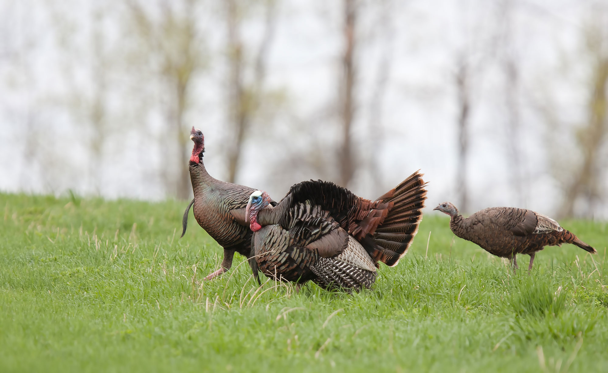 wild turkeys