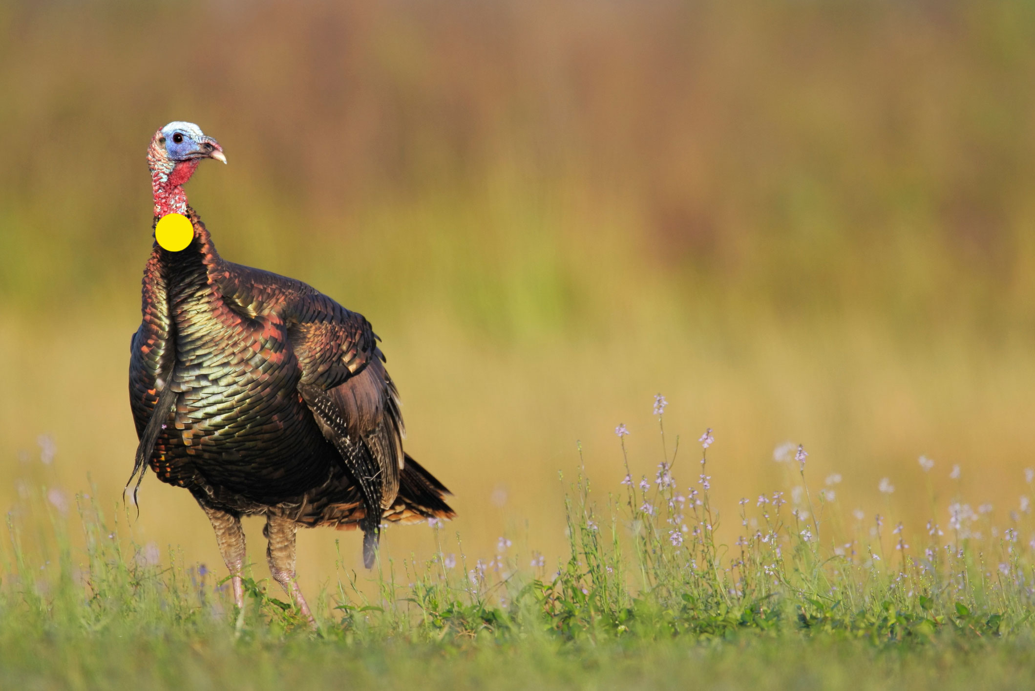 turkey hunting