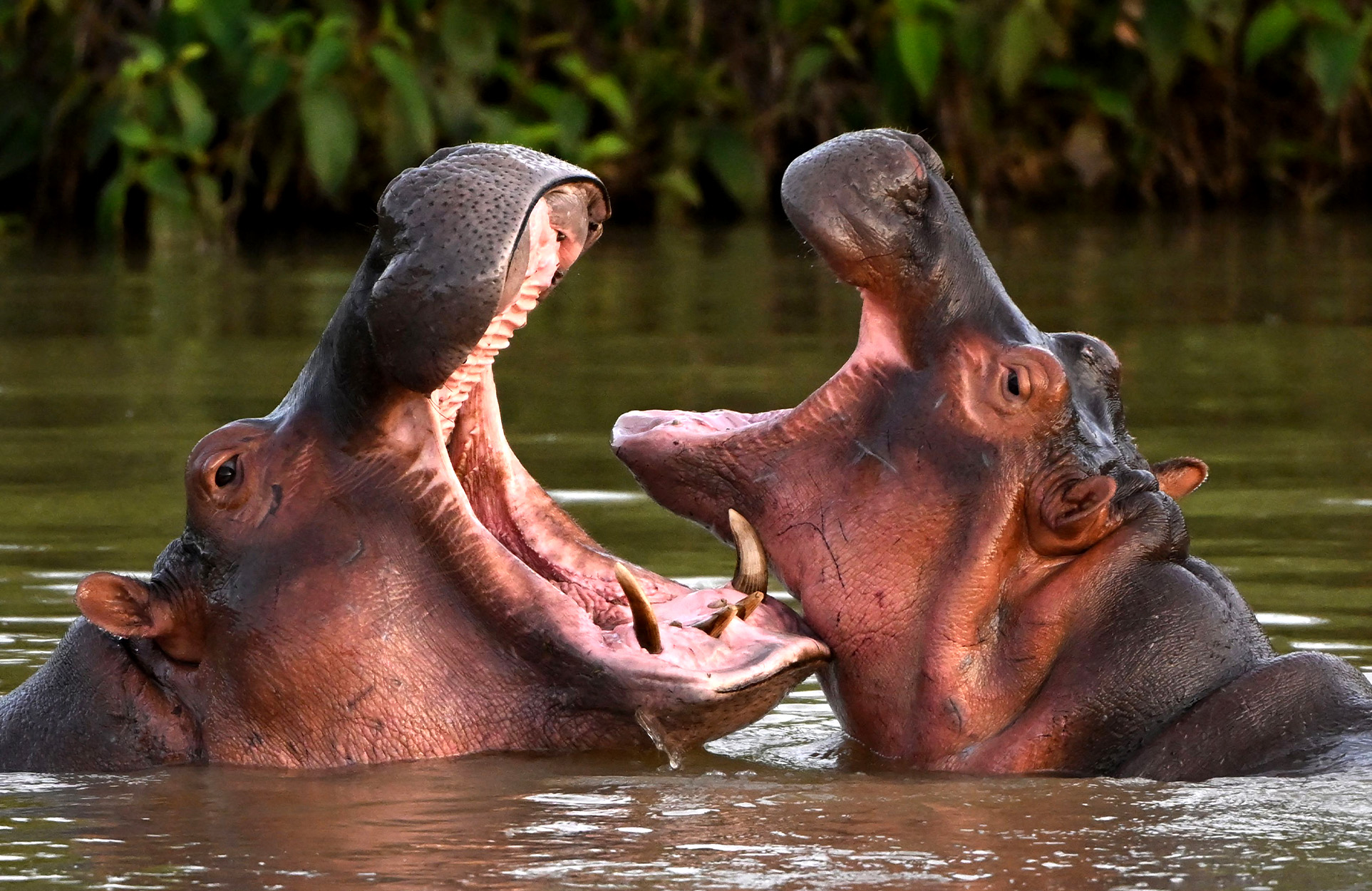 Two hippos bite each other in a river.