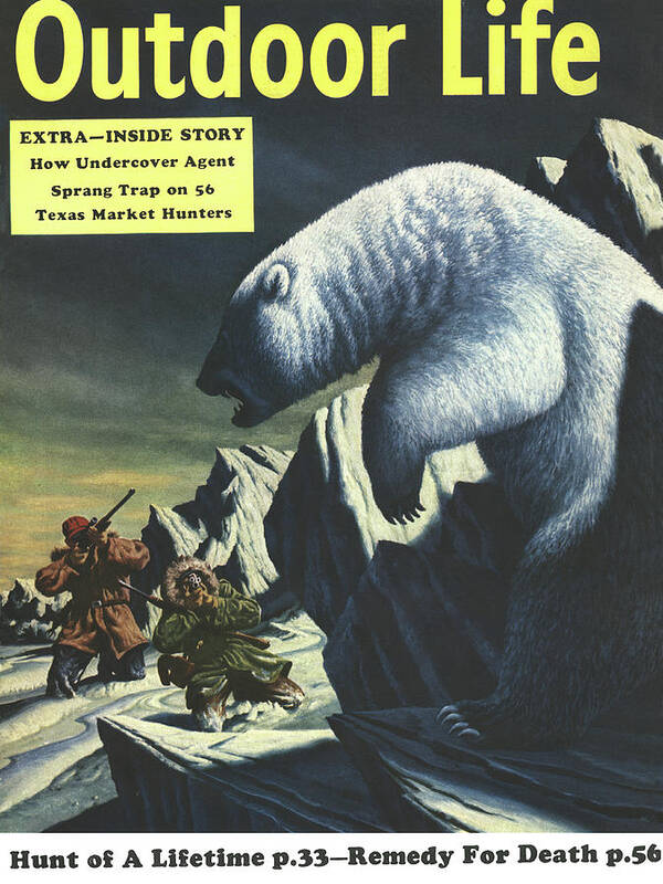 polar bear cover