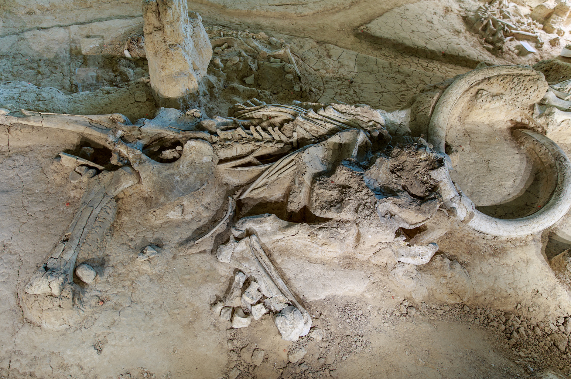 Mammoth bones found at an archaeological site in Central Texas.