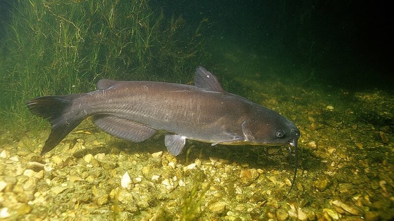 Ice-out channel catfish are biting in Iowa – Outdoor News