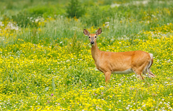 Illinois bill focuses on ‘special’ deer harvests – Outdoor News