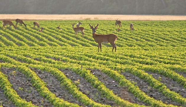 Illinois Farm Bureau offers more insight into 2025 deer legislation – Outdoor News