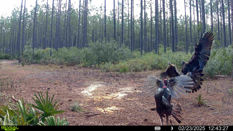 Incredible Trail Cam Pics Show a Golden Eagle Dive-Bombing and Killing a Wild Turkey