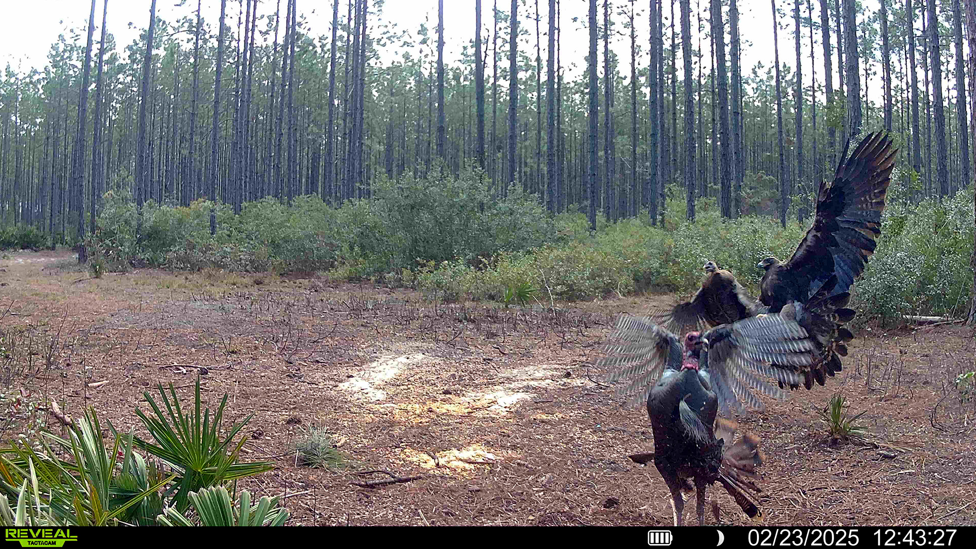 A golden eagle swoops down on some turkeys.