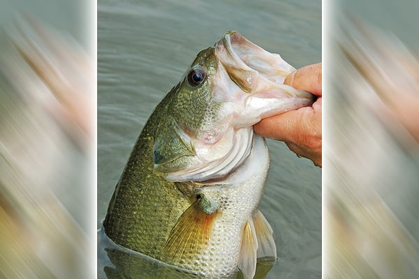 Jigs and swimbaits are a simple but effective approach for spring bass – Outdoor News