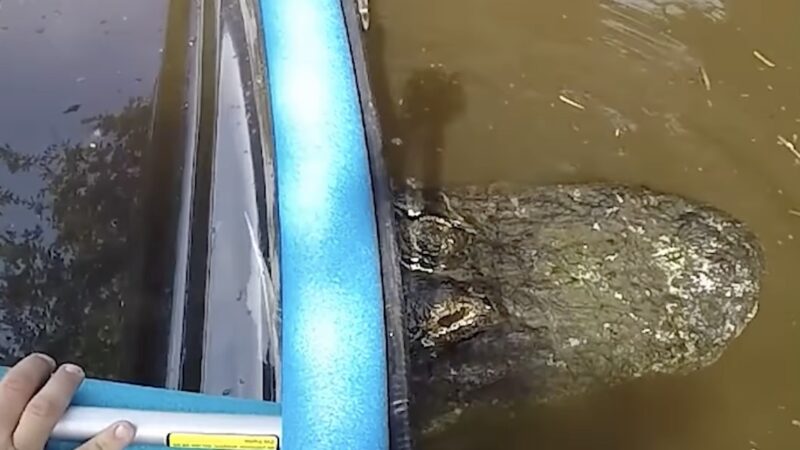 Kayak Gets Stuck on Large Alligator (Video)