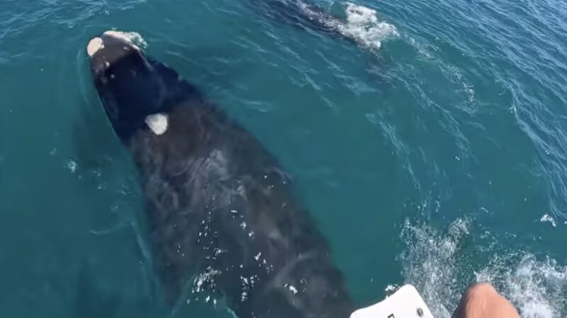 Kiteboarder Nearly Collides With Whales (Video)