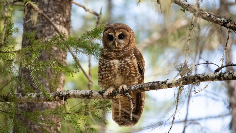 Lawmakers Ask Trump to Stop the $1.3 Billion Plan to Shoot 450,000 Non-Native Barred Owls