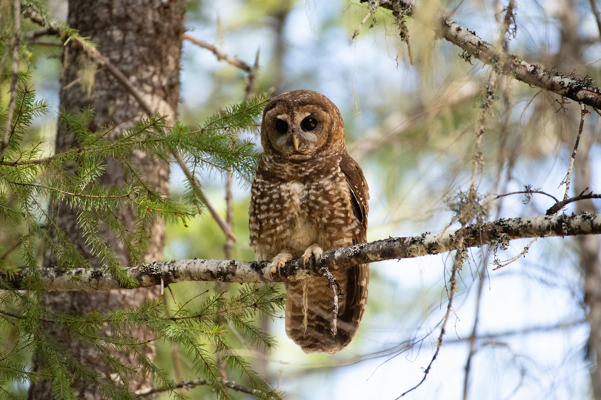 A Northern spotted owl sits on a branch.