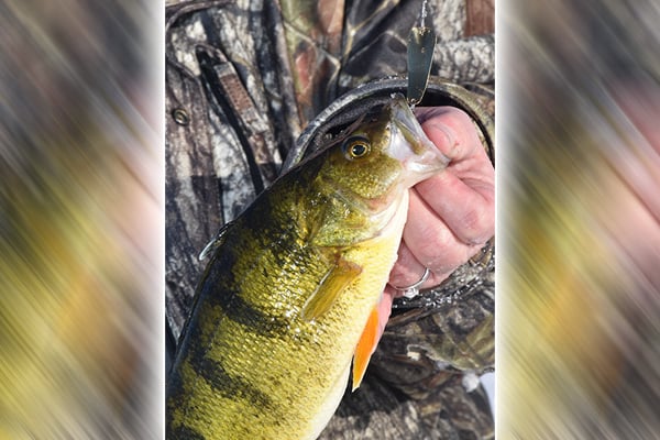 Limit reduced for yellow perch on Minnesota’s Lake Mille Lacs starting March 11 – Outdoor News