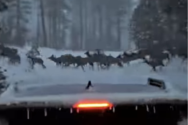 ‘Little Winter Drive’ Turns Magical When Massive Elk Herd Appears