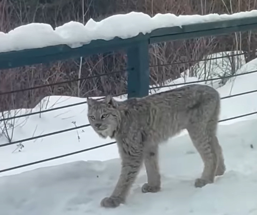 Lynx spotted in residential ‘dog pen’ near Minnesota’s Grand Marais – Outdoor News