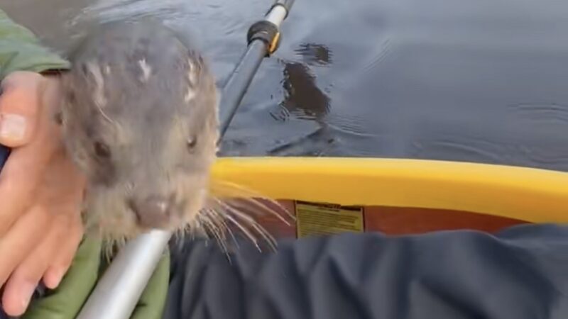 Man and Wild Otter Share Special Bond After He Saved Her Life