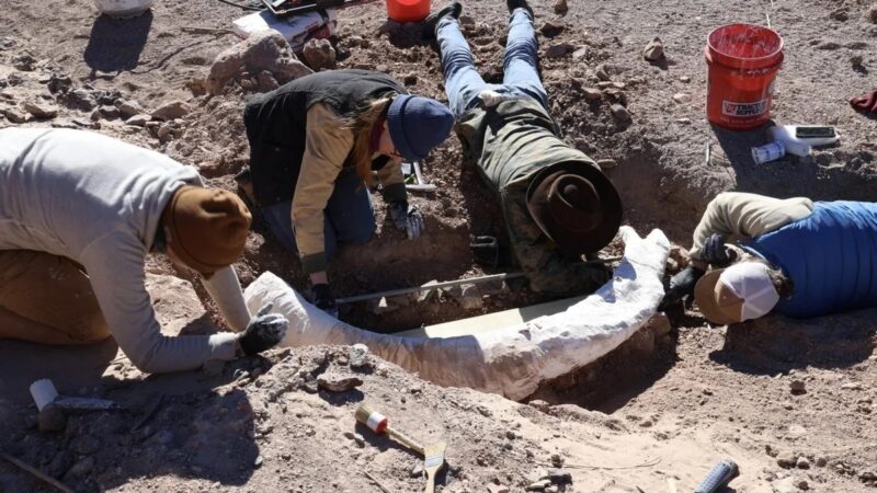 Man Stumbles Upon Rare Mammoth Tusk on Texas Ranch