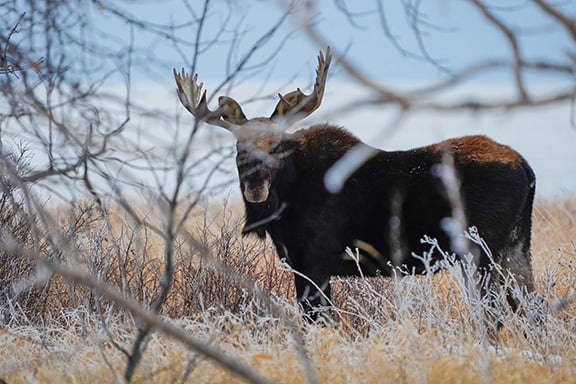 Memorable stories from the field with North Dakota warden Ken Skuza – Outdoor News