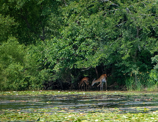 Michigan DNR reports Washtenaw County’s first CWD-positive wild deer – Outdoor News