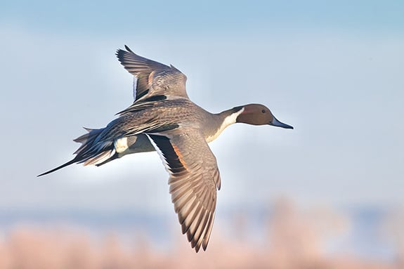 Michigan Natural Resources Commission considers waterfowl season framework with two major changes proposed – Outdoor News