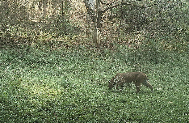 Mike Raykovicz: At long last, a bobcat caught on camera near New York/Pennsylvania border – Outdoor News