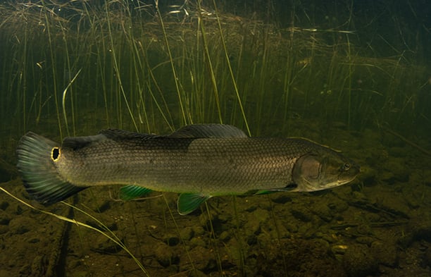 Minnesota graduate student is unraveling the mysteries surrounding bowfins – Outdoor News