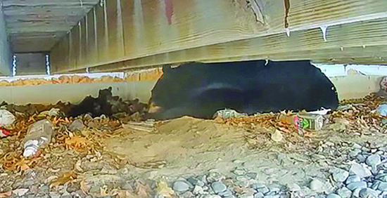 Minnesota residents in Crosslake host denning bear and her cubs under porch – Outdoor News