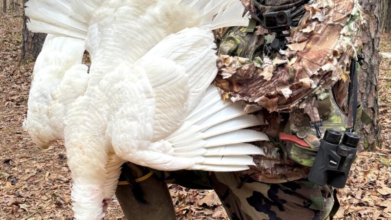 Mississippi Turkey Hunter Tags Rare, Snow-White Gobbler on Opening Day