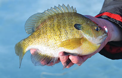 MN Daily Update: Late ice can be great for panfish anglers – Outdoor News