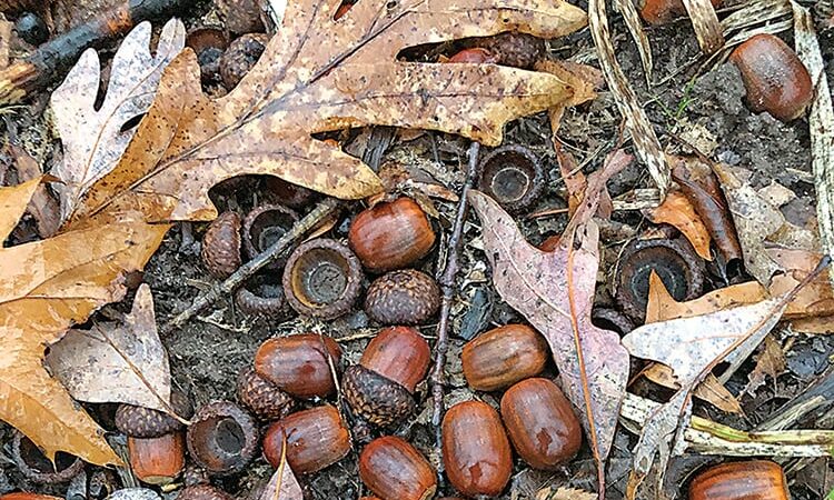 MN Daily Update: Order trees from the DNR nursery by March 21 – Outdoor News