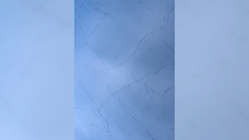 Nature Is So Cool: Migrating Geese Create Spectacle Over Iowa