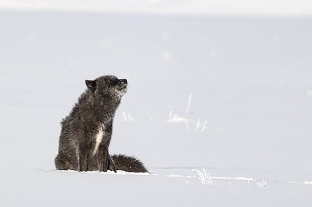 Nature Smart: A wolf encounter worth the wait in Yellowstone – Outdoor News