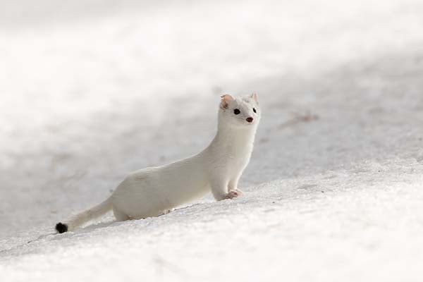 Nature Smart: Get to know the long-tailed weasel — a tiny but true predator – Outdoor News