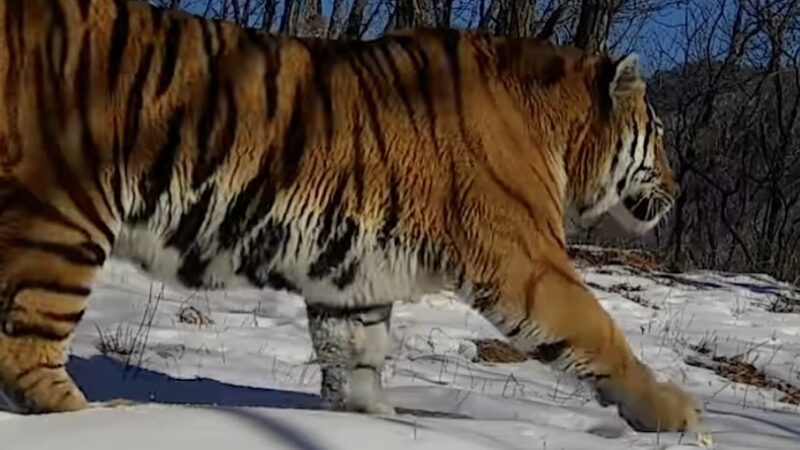 ‘Never-Before-Seen’ Trail-Cam Footage of Leopards and Tigers