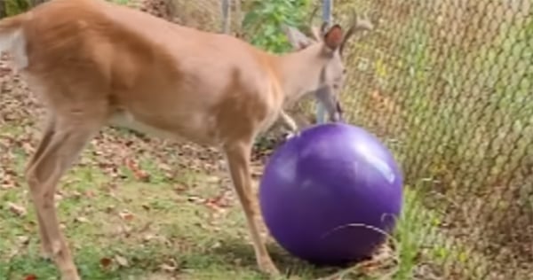 New twists emerge in Pennsylvania case involving pet deer that was confiscated – Outdoor News