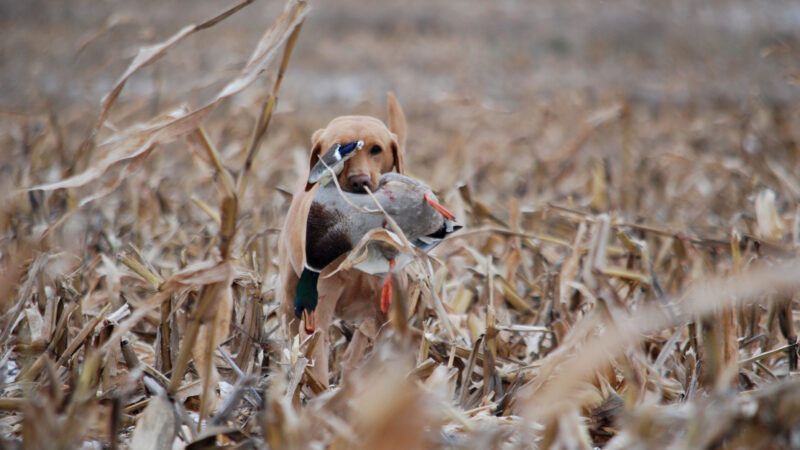 Nonresidents Can Kiss Weekend Duck Hunts Goodbye If This Kansas Law Passes