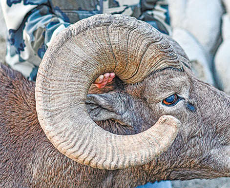 North Dakota celebrates 50 years of bighorn sheep hunting – Outdoor News