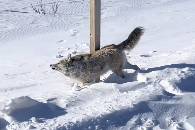 ‘Not Your Average Roadk*ll’: Frozen Coyote Stumps the Internet