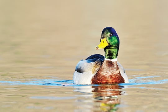 Once a bright spot, new report finds ducks now declining along with many other bird species in the U.S. – Outdoor News