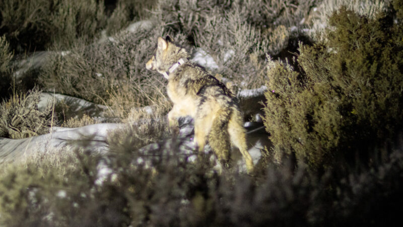 One of Colorado’s Released Wolves Was Killed by Federal Officials in Wyoming