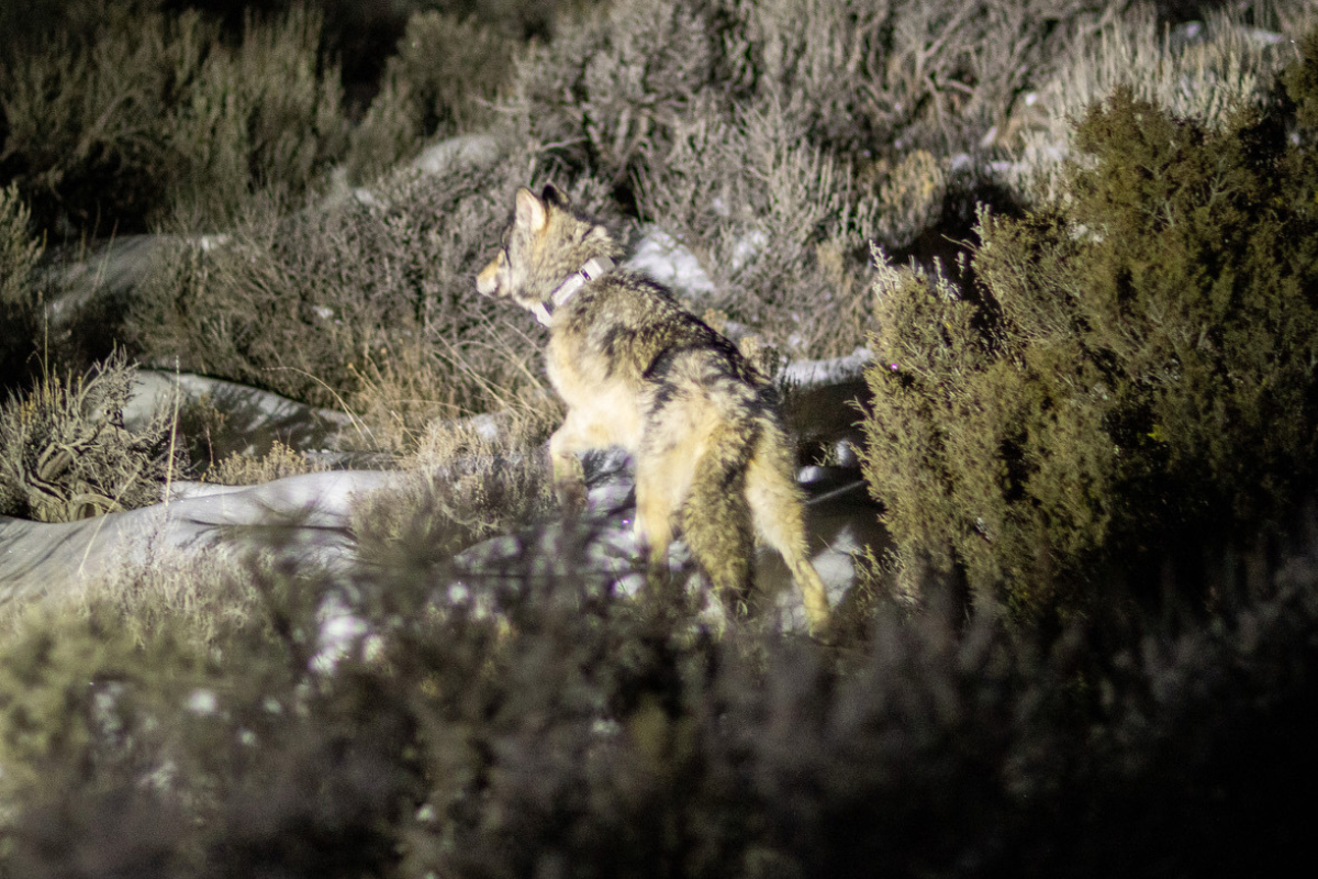 A gray wolf released in Colorado