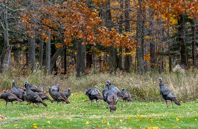 Outdoor Observations: Michigan’s wild turkey population has come a long way – Outdoor News