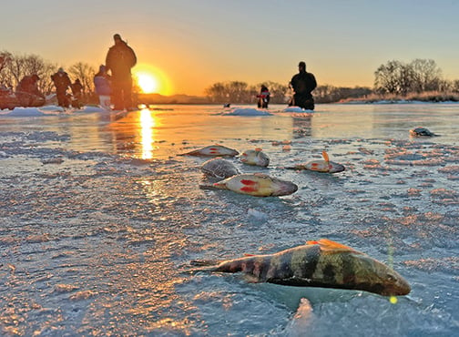 Patrick Durkin: Perch offer rare sight-fishing along Wisconsin’s Mississippi flats – Outdoor News