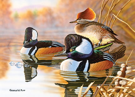 Pennsylvania artist wins Ohio duck stamp competition – Outdoor News